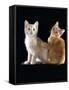 Domestic Cat, Two 9-Week Kittens, One Cream One Ginger-Jane Burton-Framed Stretched Canvas