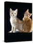 Domestic Cat, Two 9-Week Kittens, One Cream One Ginger-Jane Burton-Stretched Canvas