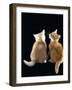 Domestic Cat, Two 9-Week Kittens, One Cream One Ginger-Jane Burton-Framed Photographic Print