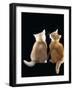 Domestic Cat, Two 9-Week Kittens, One Cream One Ginger-Jane Burton-Framed Photographic Print