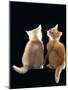 Domestic Cat, Two 9-Week Kittens, One Cream One Ginger-Jane Burton-Mounted Photographic Print