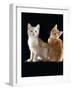 Domestic Cat, Two 9-Week Kittens, One Cream One Ginger-Jane Burton-Framed Photographic Print
