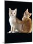 Domestic Cat, Two 9-Week Kittens, One Cream One Ginger-Jane Burton-Mounted Photographic Print