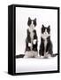 Domestic Cat, Two Black-And-White Fluffy Kittens, Male Siblings-Jane Burton-Framed Stretched Canvas