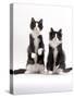 Domestic Cat, Two Black-And-White Fluffy Kittens, Male Siblings-Jane Burton-Stretched Canvas