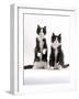 Domestic Cat, Two Black-And-White Fluffy Kittens, Male Siblings-Jane Burton-Framed Photographic Print