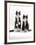 Domestic Cat, Two Black-And-White Fluffy Kittens, Male Siblings-Jane Burton-Framed Photographic Print