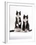 Domestic Cat, Two Black-And-White Fluffy Kittens, Male Siblings-Jane Burton-Framed Photographic Print