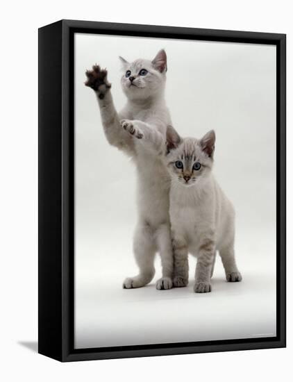 Domestic Cat, Two Blue-Eyed Sepia Snow Bengal Kittens, One Reaching Up-Jane Burton-Framed Stretched Canvas