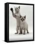 Domestic Cat, Two Blue-Eyed Sepia Snow Bengal Kittens, One Reaching Up-Jane Burton-Framed Stretched Canvas