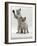 Domestic Cat, Two Blue-Eyed Sepia Snow Bengal Kittens, One Reaching Up-Jane Burton-Framed Photographic Print