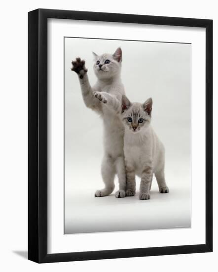 Domestic Cat, Two Blue-Eyed Sepia Snow Bengal Kittens, One Reaching Up-Jane Burton-Framed Photographic Print