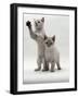 Domestic Cat, Two Blue-Eyed Sepia Snow Bengal Kittens, One Reaching Up-Jane Burton-Framed Photographic Print