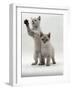 Domestic Cat, Two Blue-Eyed Sepia Snow Bengal Kittens, One Reaching Up-Jane Burton-Framed Photographic Print