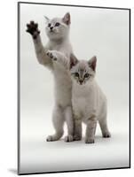 Domestic Cat, Two Blue-Eyed Sepia Snow Bengal Kittens, One Reaching Up-Jane Burton-Mounted Photographic Print