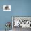 Domestic Cat, Two Blue Persian Kittens with a Brindle Teddy Bear-Jane Burton-Photographic Print displayed on a wall