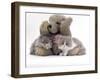 Domestic Cat, Two Blue Persian Kittens with a Brindle Teddy Bear-Jane Burton-Framed Photographic Print