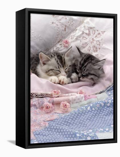 Domestic Cat, Two Chinchilla-Cross Kittens Sleeping in Bed-Jane Burton-Framed Stretched Canvas