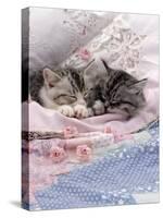 Domestic Cat, Two Chinchilla-Cross Kittens Sleeping in Bed-Jane Burton-Stretched Canvas