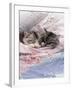 Domestic Cat, Two Chinchilla-Cross Kittens Sleeping in Bed-Jane Burton-Framed Photographic Print