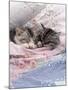 Domestic Cat, Two Chinchilla-Cross Kittens Sleeping in Bed-Jane Burton-Mounted Photographic Print