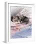 Domestic Cat, Two Chinchilla-Cross Kittens Sleeping in Bed-Jane Burton-Framed Photographic Print