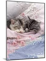 Domestic Cat, Two Chinchilla-Cross Kittens Sleeping in Bed-Jane Burton-Mounted Photographic Print