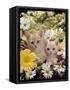 Domestic Cat, Two Cream Kittens Among Dasies and Feverfew-Jane Burton-Framed Stretched Canvas