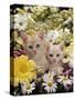 Domestic Cat, Two Cream Kittens Among Dasies and Feverfew-Jane Burton-Stretched Canvas