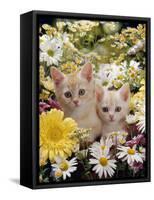 Domestic Cat, Two Cream Kittens Among Dasies and Feverfew-Jane Burton-Framed Stretched Canvas