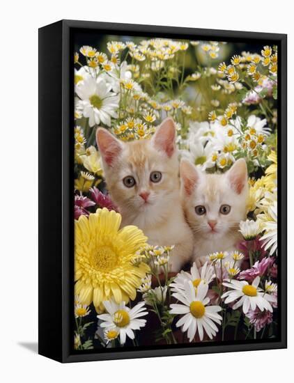 Domestic Cat, Two Cream Kittens Among Dasies and Feverfew-Jane Burton-Framed Stretched Canvas