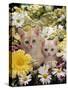 Domestic Cat, Two Cream Kittens Among Dasies and Feverfew-Jane Burton-Stretched Canvas