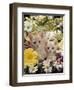 Domestic Cat, Two Cream Kittens Among Dasies and Feverfew-Jane Burton-Framed Premium Photographic Print