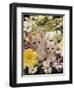 Domestic Cat, Two Cream Kittens Among Dasies and Feverfew-Jane Burton-Framed Premium Photographic Print