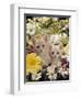 Domestic Cat, Two Cream Kittens Among Dasies and Feverfew-Jane Burton-Framed Premium Photographic Print