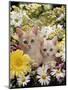 Domestic Cat, Two Cream Kittens Among Dasies and Feverfew-Jane Burton-Mounted Premium Photographic Print