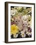 Domestic Cat, Two Cream Kittens Among Dasies and Feverfew-Jane Burton-Framed Photographic Print