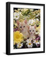 Domestic Cat, Two Cream Kittens Among Dasies and Feverfew-Jane Burton-Framed Photographic Print