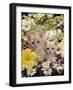 Domestic Cat, Two Cream Kittens Among Dasies and Feverfew-Jane Burton-Framed Photographic Print