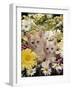 Domestic Cat, Two Cream Kittens Among Dasies and Feverfew-Jane Burton-Framed Photographic Print