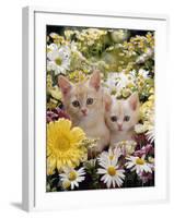 Domestic Cat, Two Cream Kittens Among Dasies and Feverfew-Jane Burton-Framed Photographic Print