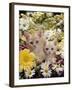 Domestic Cat, Two Cream Kittens Among Dasies and Feverfew-Jane Burton-Framed Photographic Print