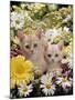 Domestic Cat, Two Cream Kittens Among Dasies and Feverfew-Jane Burton-Mounted Photographic Print