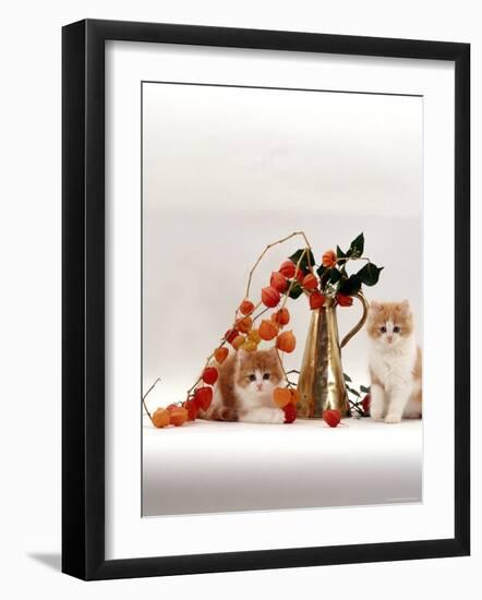 Domestic Cat, Two Fluffy Ginger-And-White Kittens with Chinese Lanterns in Brass Jug-Jane Burton-Framed Photographic Print