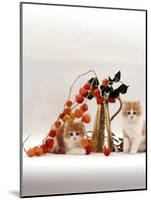 Domestic Cat, Two Fluffy Ginger-And-White Kittens with Chinese Lanterns in Brass Jug-Jane Burton-Mounted Photographic Print