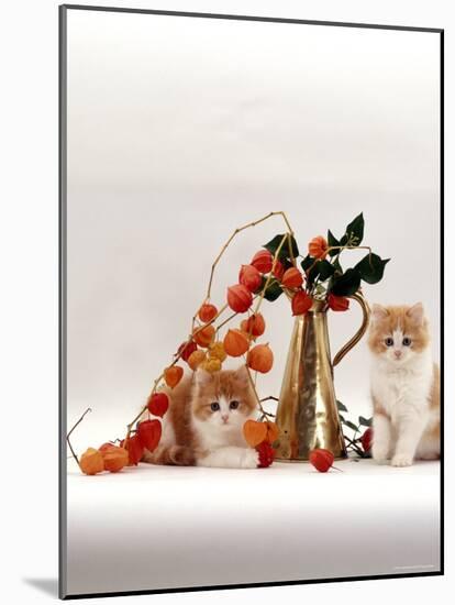 Domestic Cat, Two Fluffy Ginger-And-White Kittens with Chinese Lanterns in Brass Jug-Jane Burton-Mounted Photographic Print