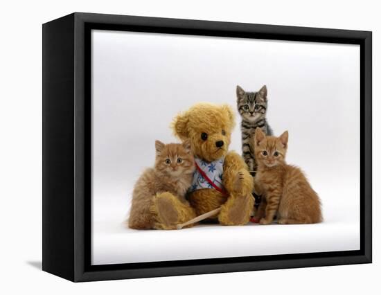 Domestic Cat, Two Ginger Kittens and a Tabby with Ginger Teddy Bear-Jane Burton-Framed Stretched Canvas