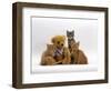 Domestic Cat, Two Ginger Kittens and a Tabby with Ginger Teddy Bear-Jane Burton-Framed Premium Photographic Print