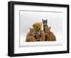 Domestic Cat, Two Ginger Kittens and a Tabby with Ginger Teddy Bear-Jane Burton-Framed Premium Photographic Print