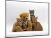 Domestic Cat, Two Ginger Kittens and a Tabby with Ginger Teddy Bear-Jane Burton-Mounted Premium Photographic Print